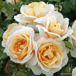 LIONS-ROSE® LIONS-ROSE®